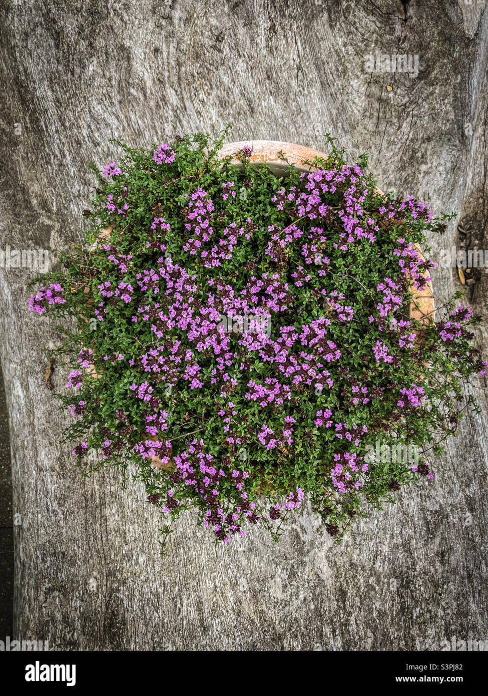 Thyme - Smartphone Captured Stock Image