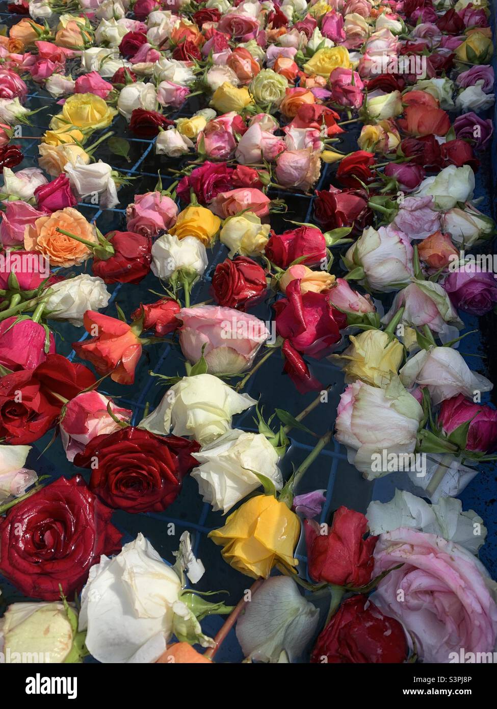 Rosen im Wasser Stock Photo
