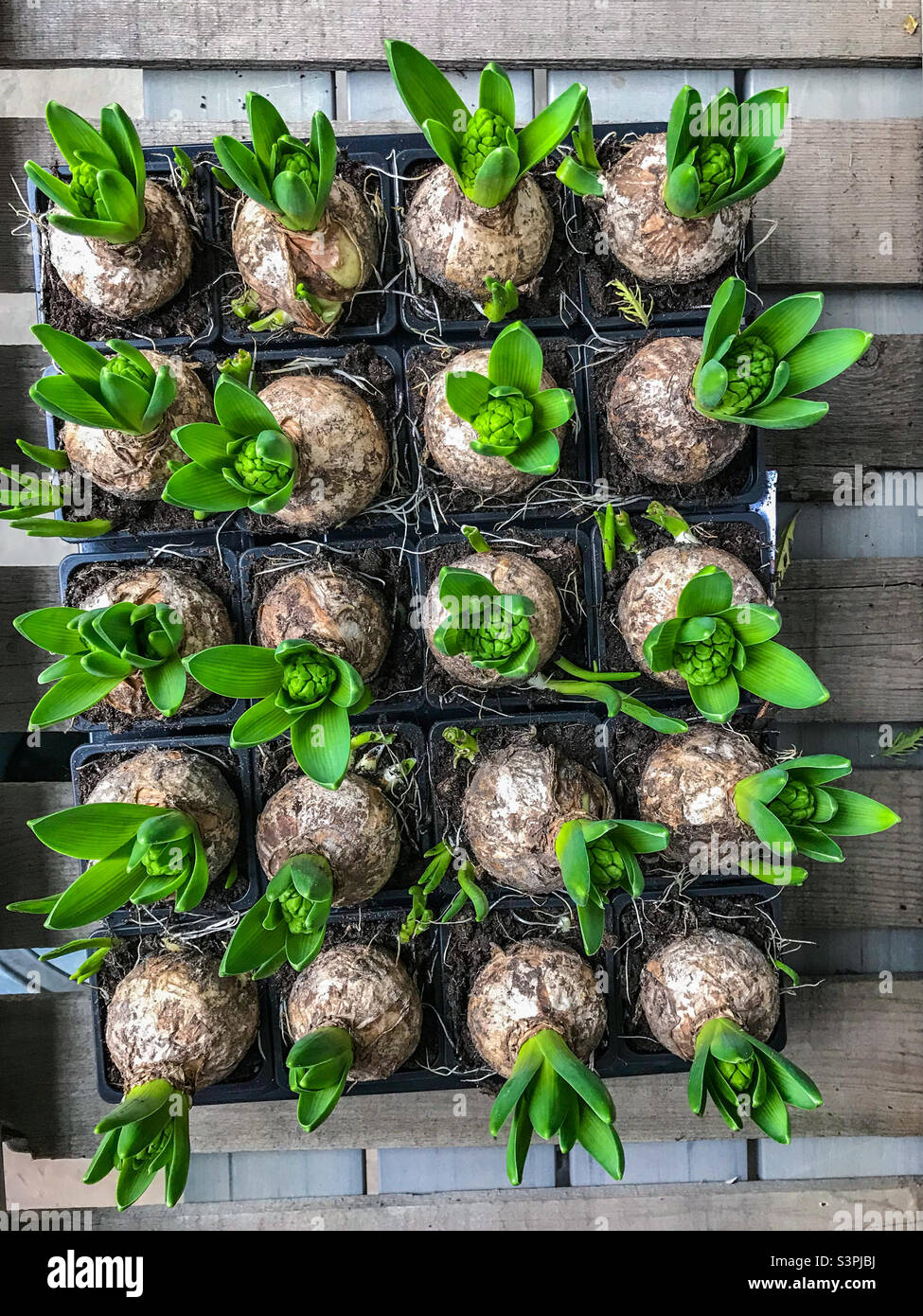 Tray of green sprouted bulbs Stock Photo