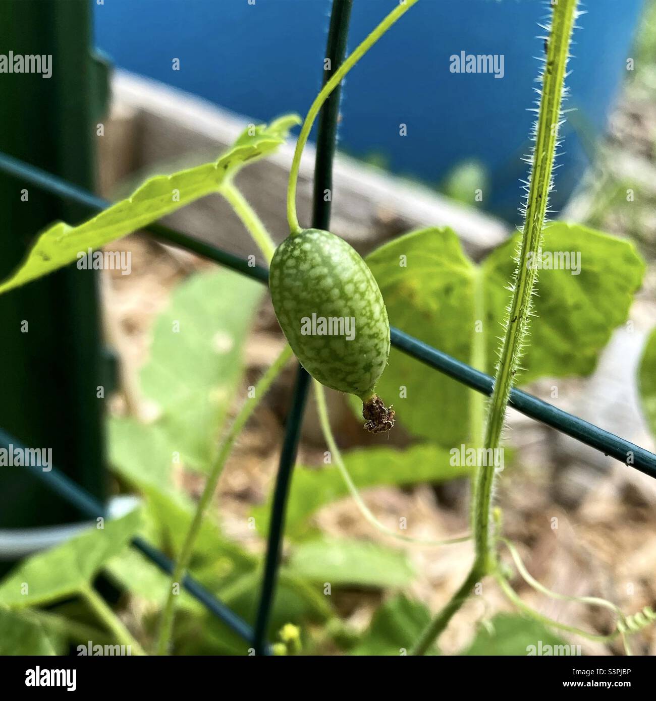 Cucamelon fruit, also known as Mexican gherkins, Mexican sour cucumbers, or  Melothria Scabra growing on the vine in bright sunlight Stock Photo - Alamy