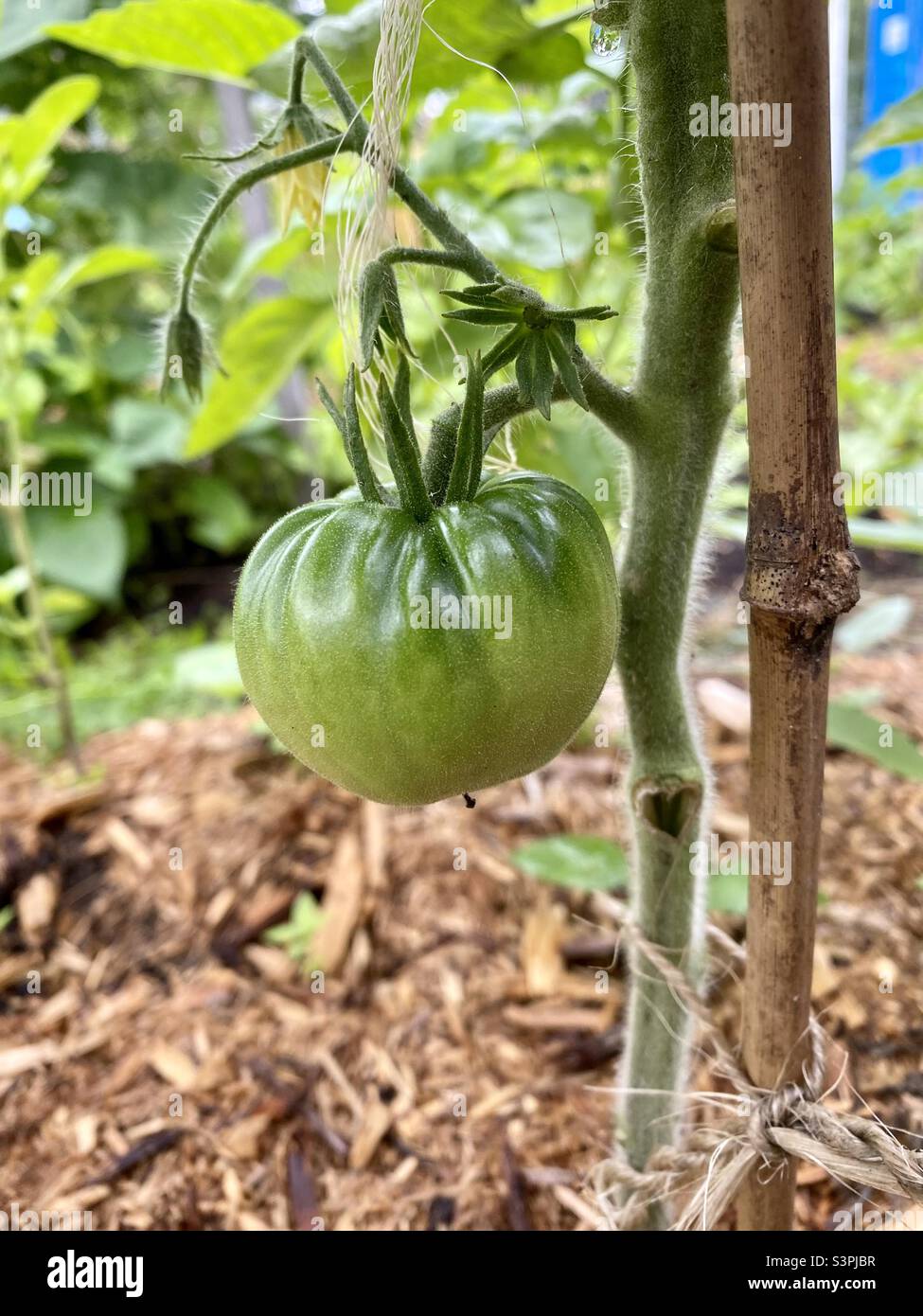 Ripening old german heirloom tomato staked by bamboo stick Stock Photo