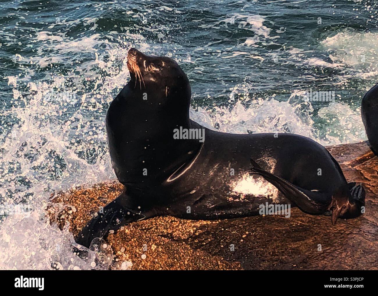 Monterey: California Sealion Stock Photo