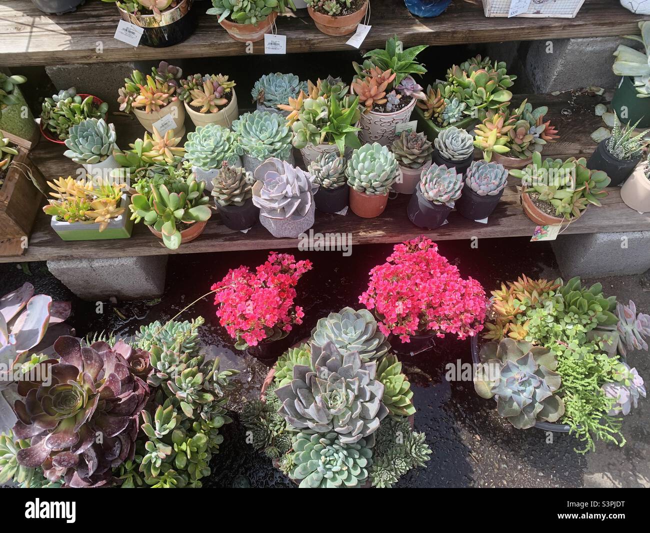 Succulents for sale at the flower garden and nursery Stock Photo