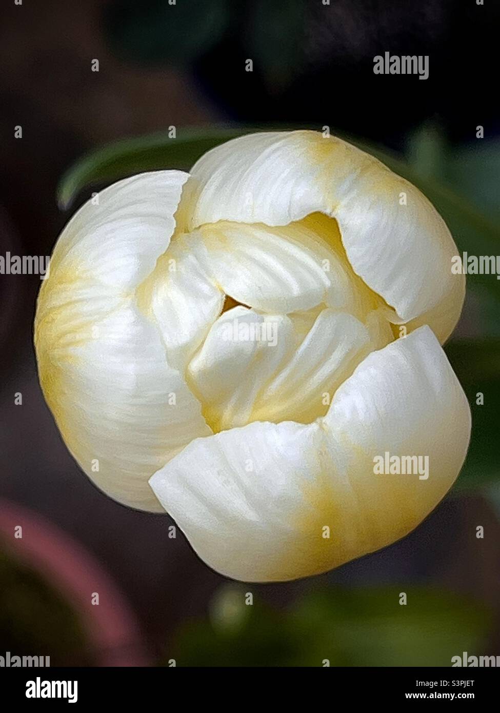A gorgeous white tulip flower. Spring 2022 Stock Photo