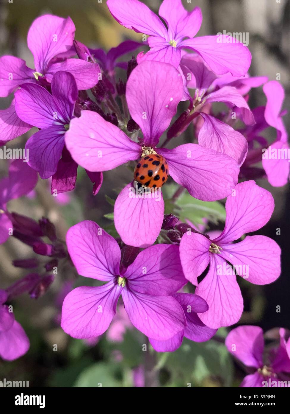 Red ladybird on a mauve erysimum flower Stock Photo