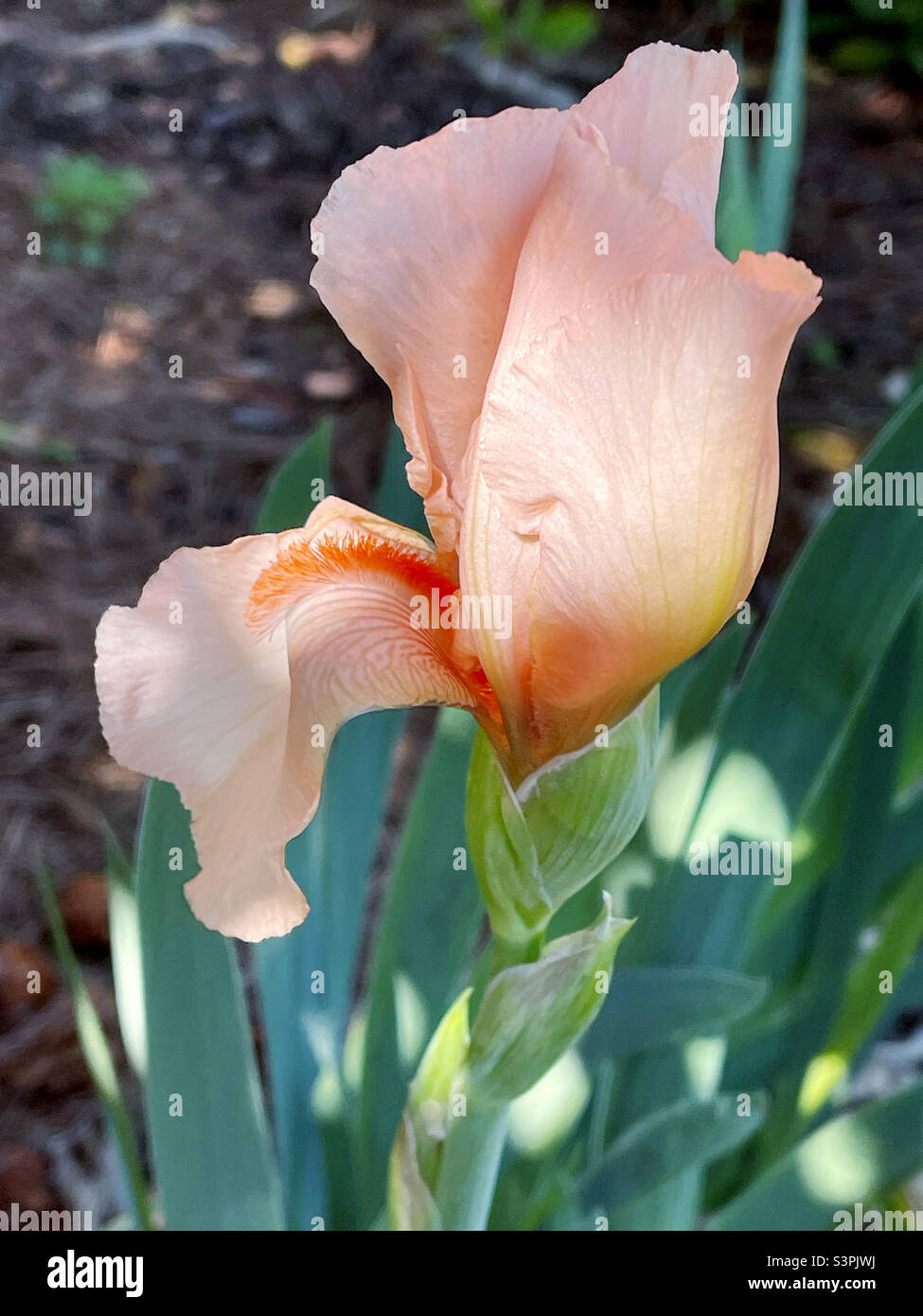 Peach colored bearded Iris flower blossom in an outdoor garden. Stock Photo