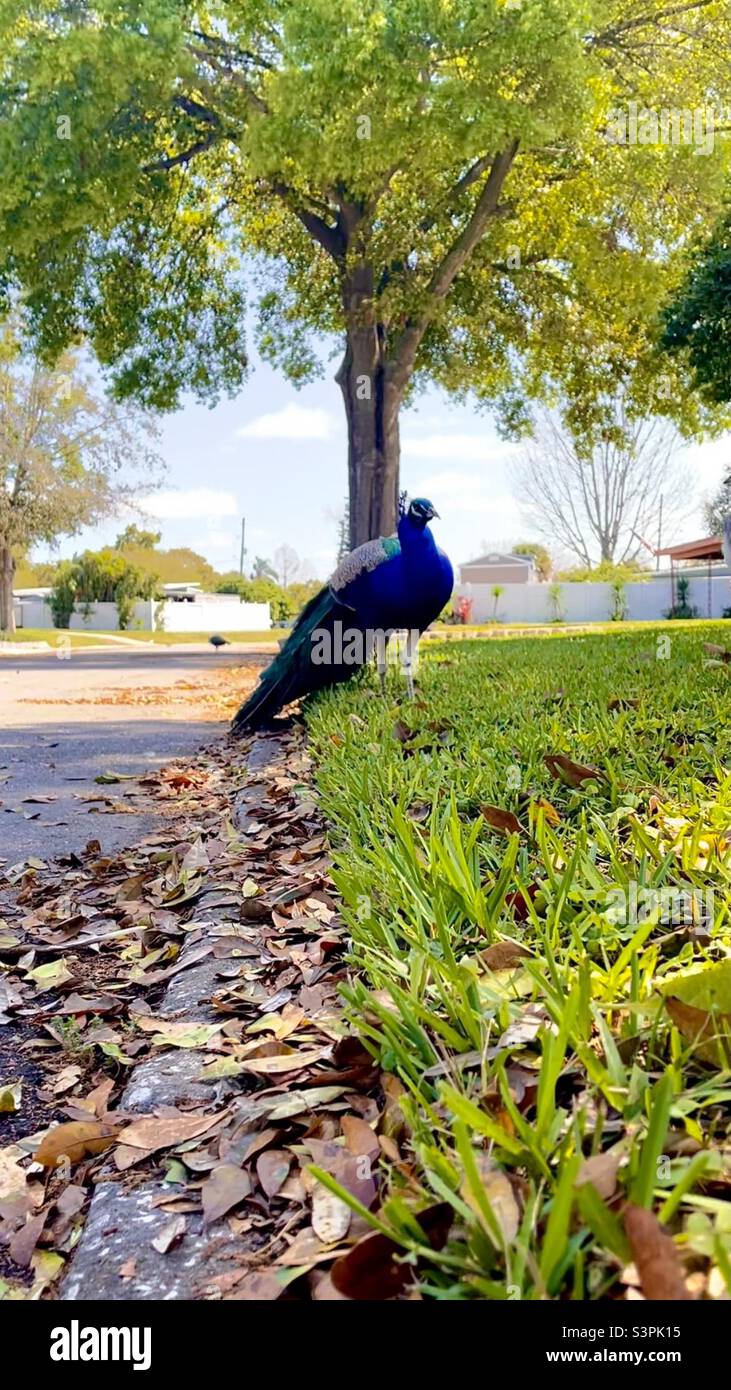 Urban Peacock, Summer Stock Photo Alamy
