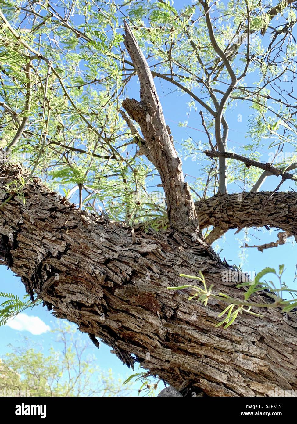 Mesquite tree’s textured bark and branches in the desert landscape of