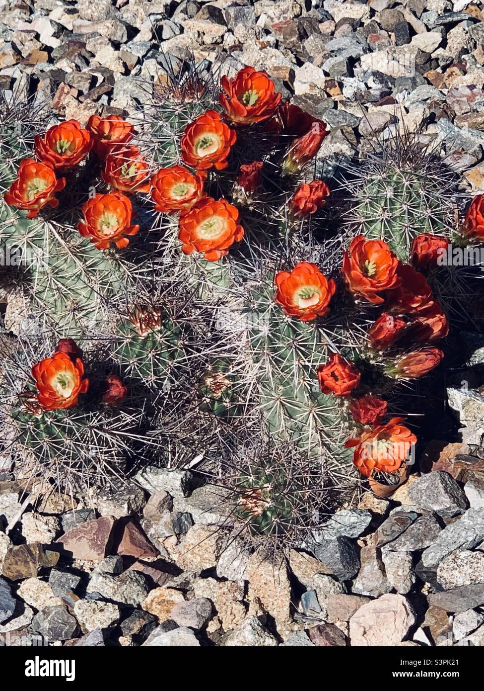 Scarlet hedgehog cactus flowering in Arizona. Stock Photo
