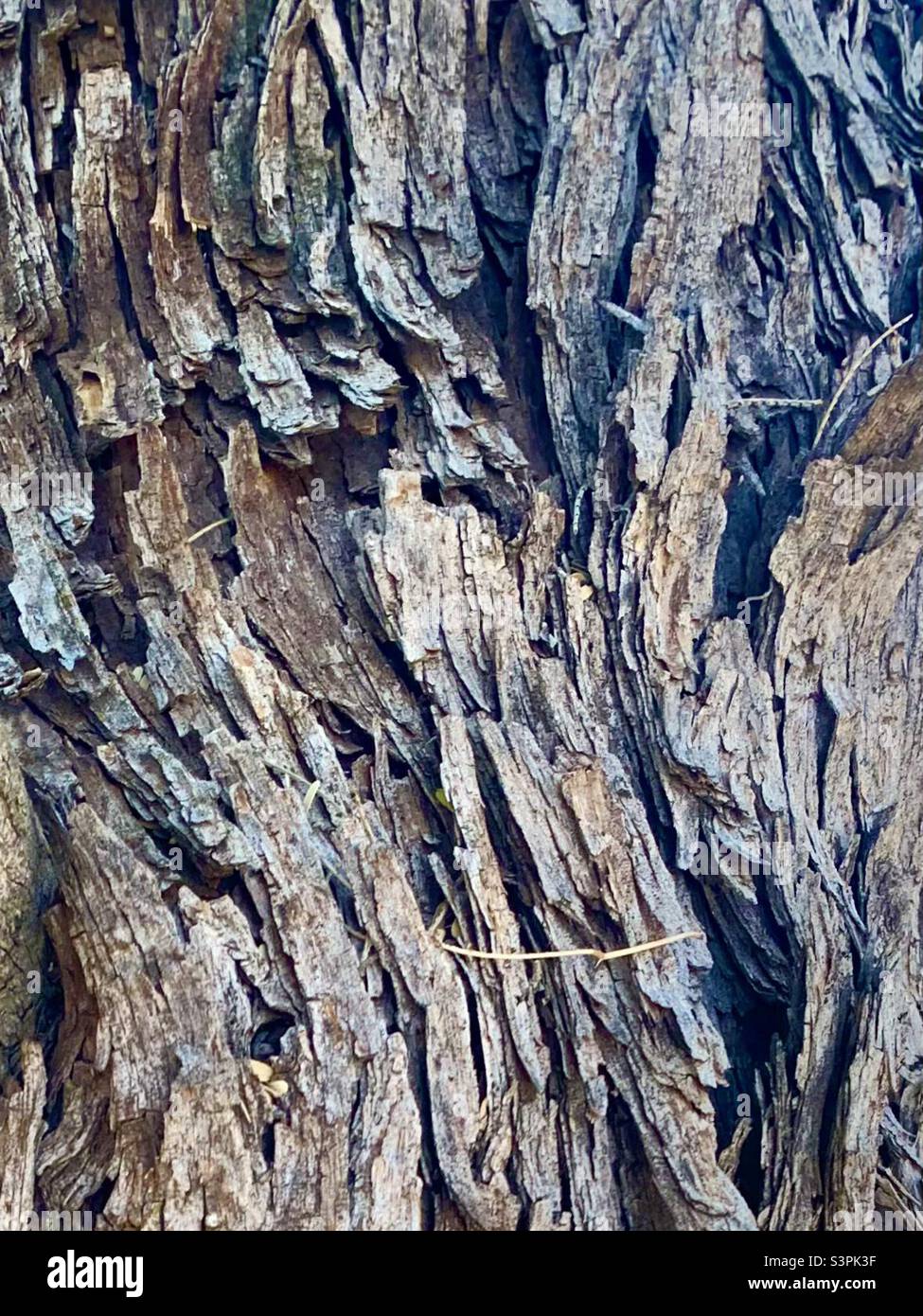 Velvet tree hi-res stock photography and images - Alamy