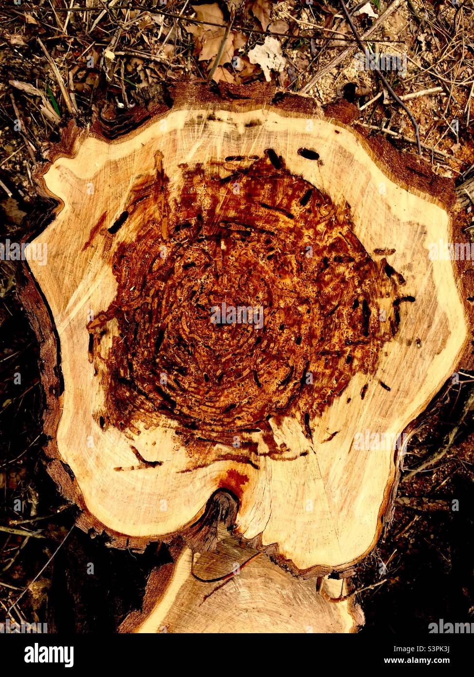 Insect damage clearly visible on a freshly cut tree stump, Ontario, Canada - Smartphone Captured Stock Image
