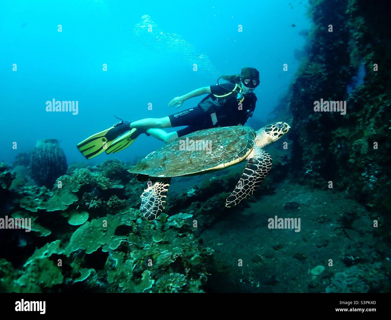 Diver girl with a sea turtle, Bali, Indonesia Stock Photo