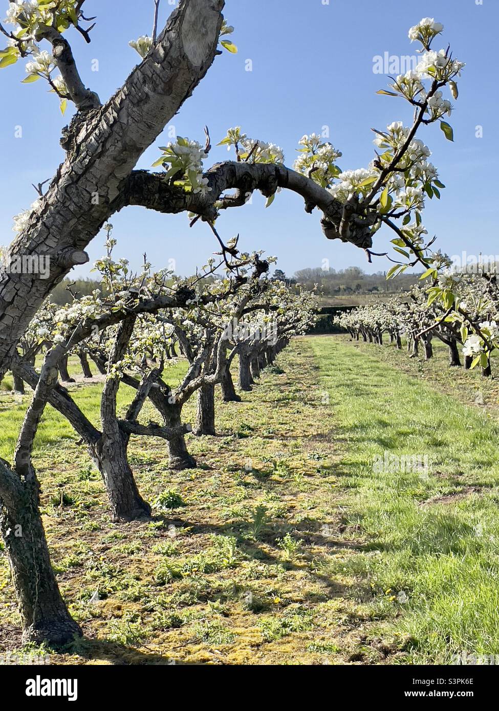 Pear trees in blossom in a Worcestershire orchard - Smartphone Captured Stock Image
