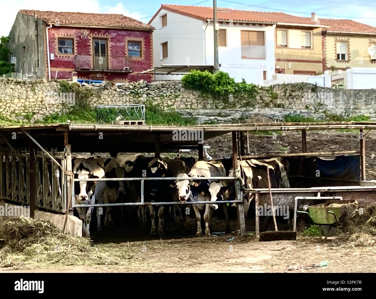 Sad looking dairy cows in a pen on a small plot of land in the suburbs pf Santander Cantabria Spain - Smartphone Captured Stock Image