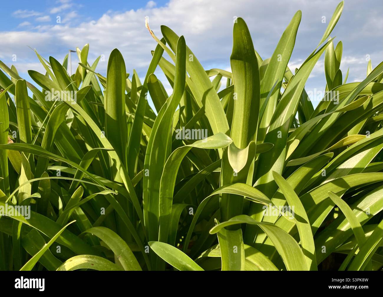 Green leaves of the flowering agapanthus africanus plant in early morning spring sunshine Santander Spain - Smartphone Captured Stock Image