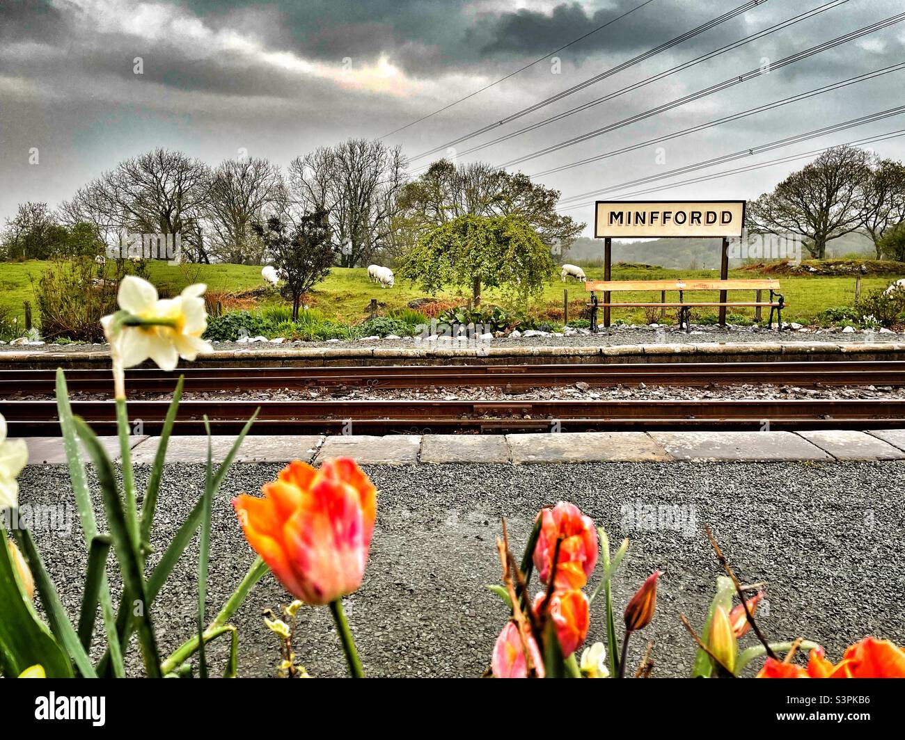 Minffordd train station, with spring flowers, North Wales, April. Stock Photo