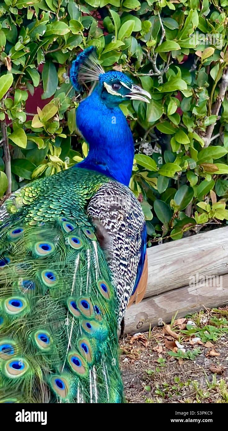 Majestic Peacock Looking Back, day time, spring, bright, colorful Stock Photo