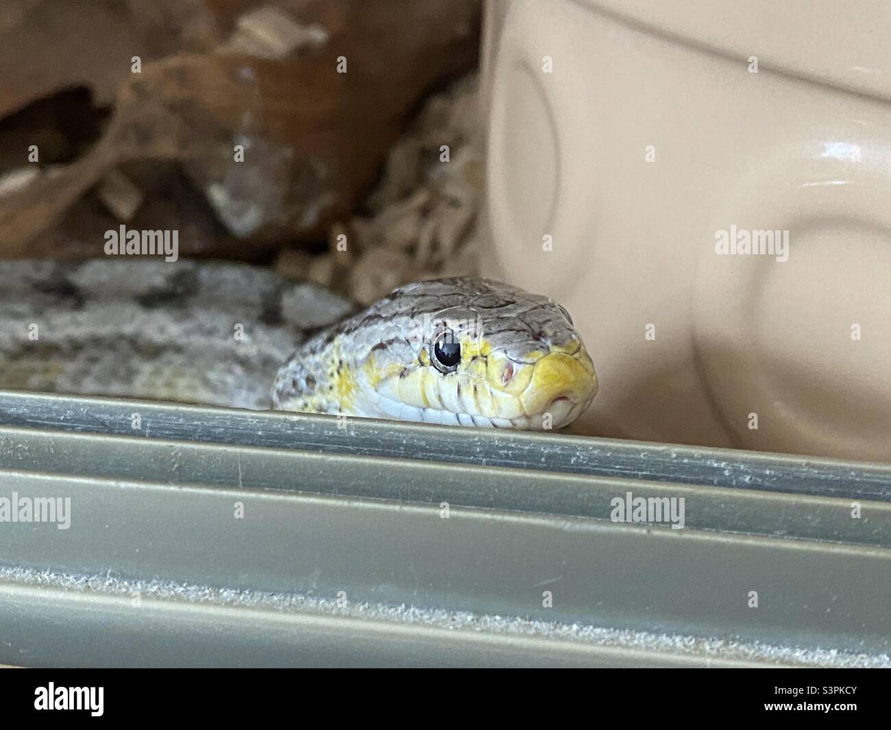 Corn snake peeping out of vivarium Stock Photo