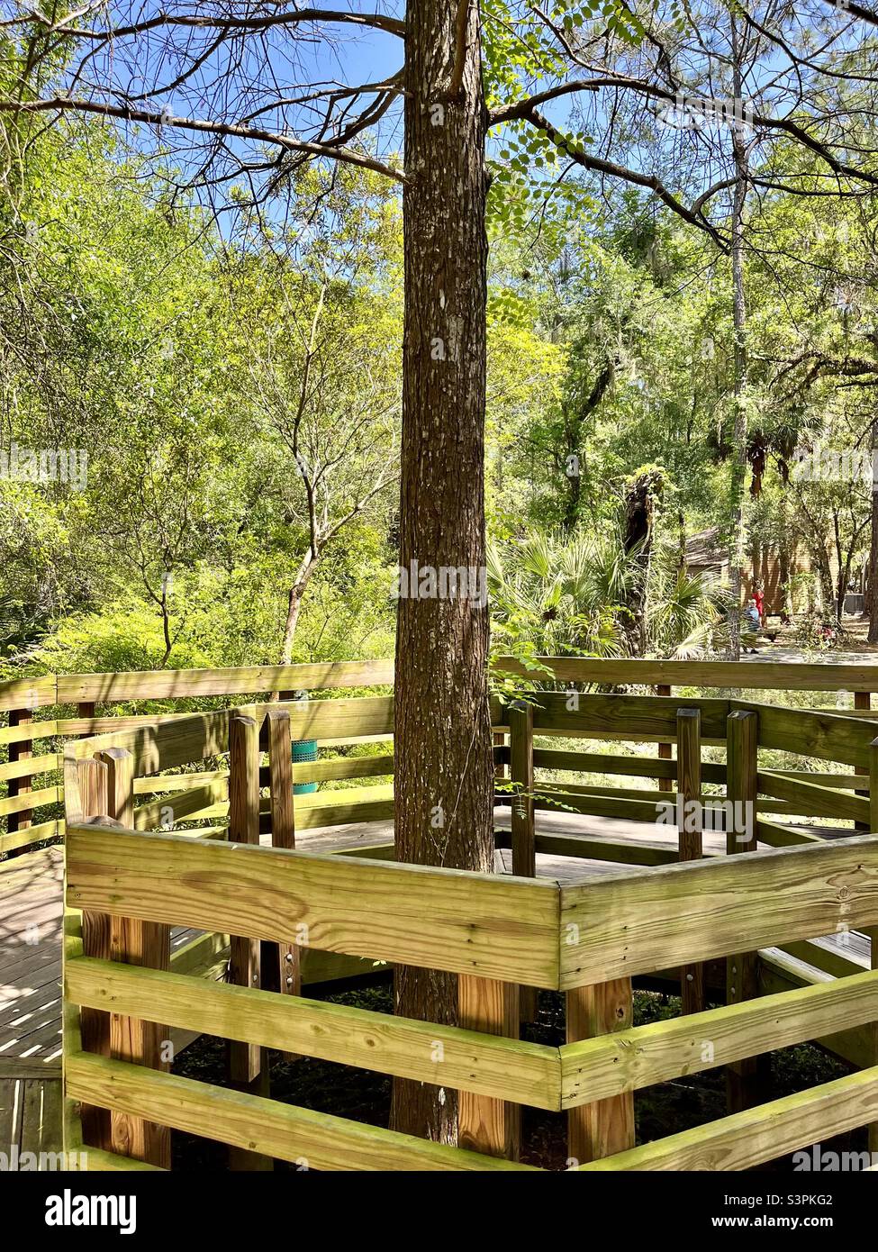 A tree grows in the center of a boardwalk roundabout at Lettuce Lake