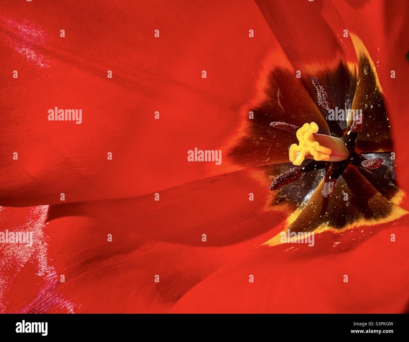 Tulip - Smartphone Captured Stock Image