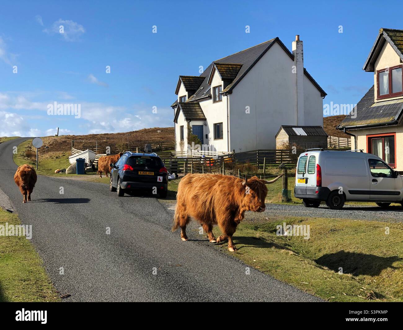 Herd of Highland cow walking along the street in Fionnphort, Isle of Mull, Scotland - Smartphone Captured Stock Image