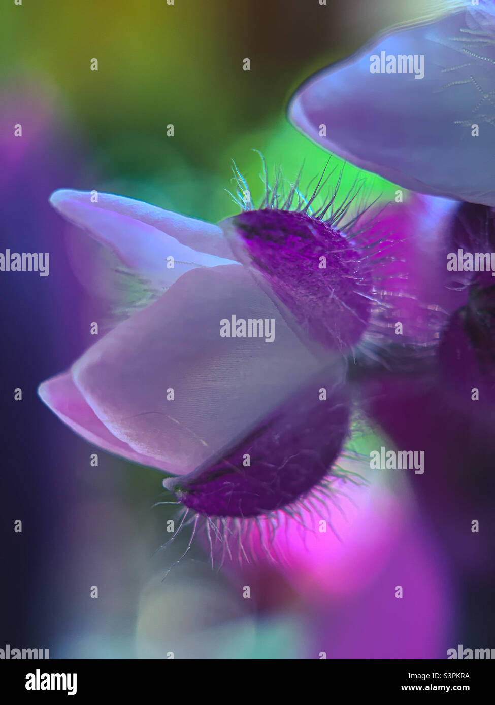 Flower blossoms of inch plant, macro shot - Smartphone Captured Stock Image