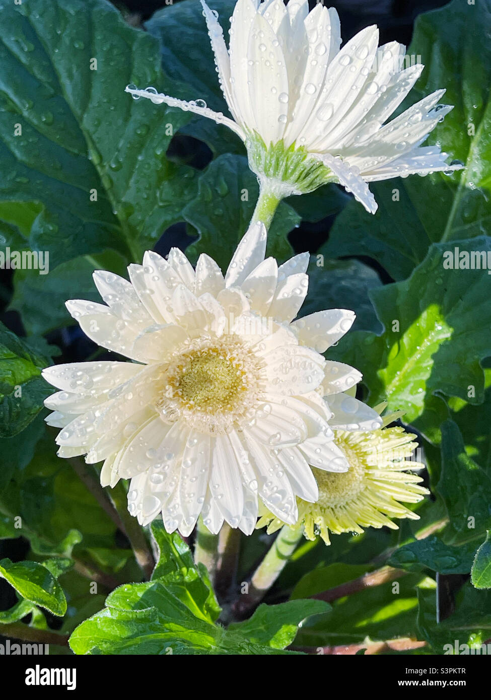 White gerbera daisy covered in raindrops Stock Photo - Alamy