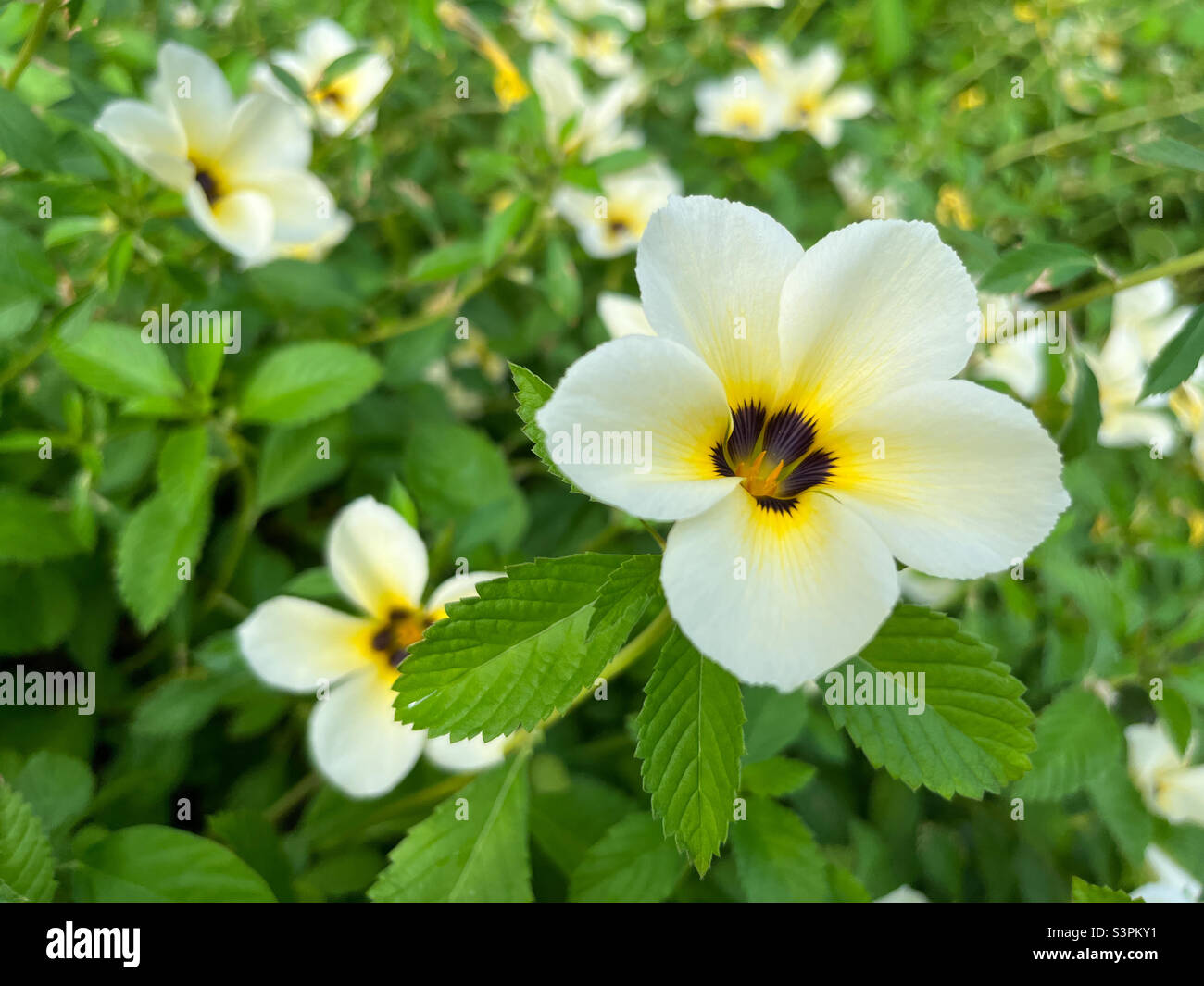 Turnera subulata flowers Stock Photo
