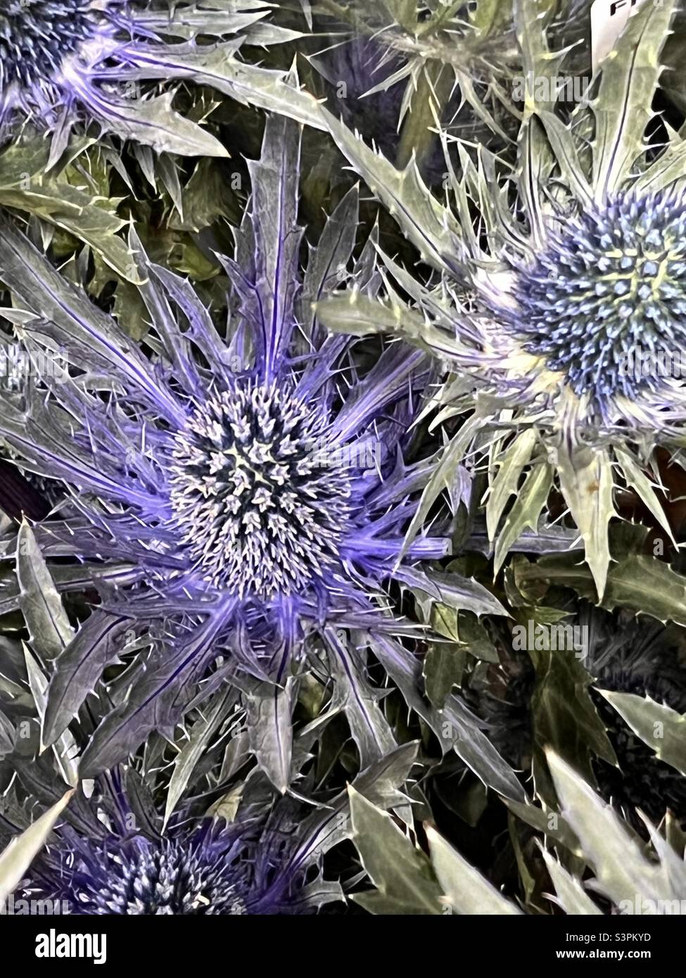 The amazing Eryngium  or ‘Blue Hobbit' - Smartphone Captured Stock Image
