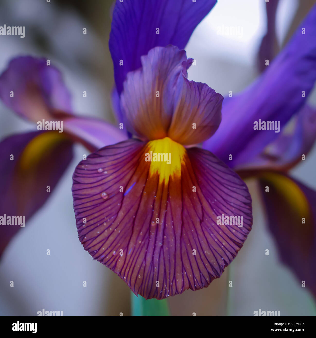 Close up of a purple and yellow bearded iris - Smartphone Captured Stock Image