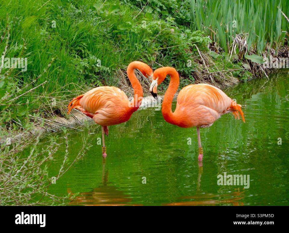 Two beautiful flamingos standing in a lake Stock Photo