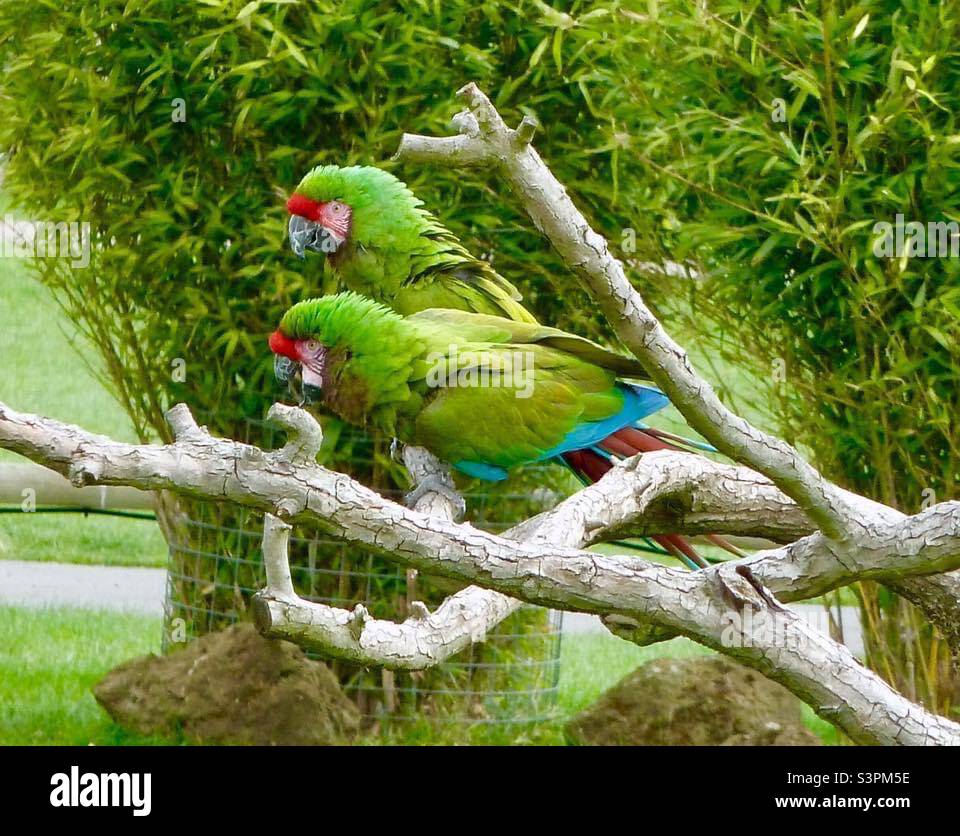 Two green parrots in a tree Stock Photo
