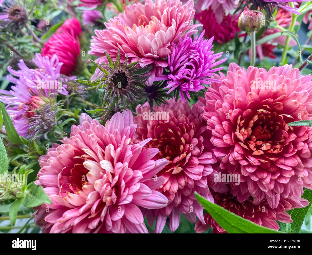 Beautiful bouquet of chrysanthemum (chrysanthemum x grandiflorum Stock