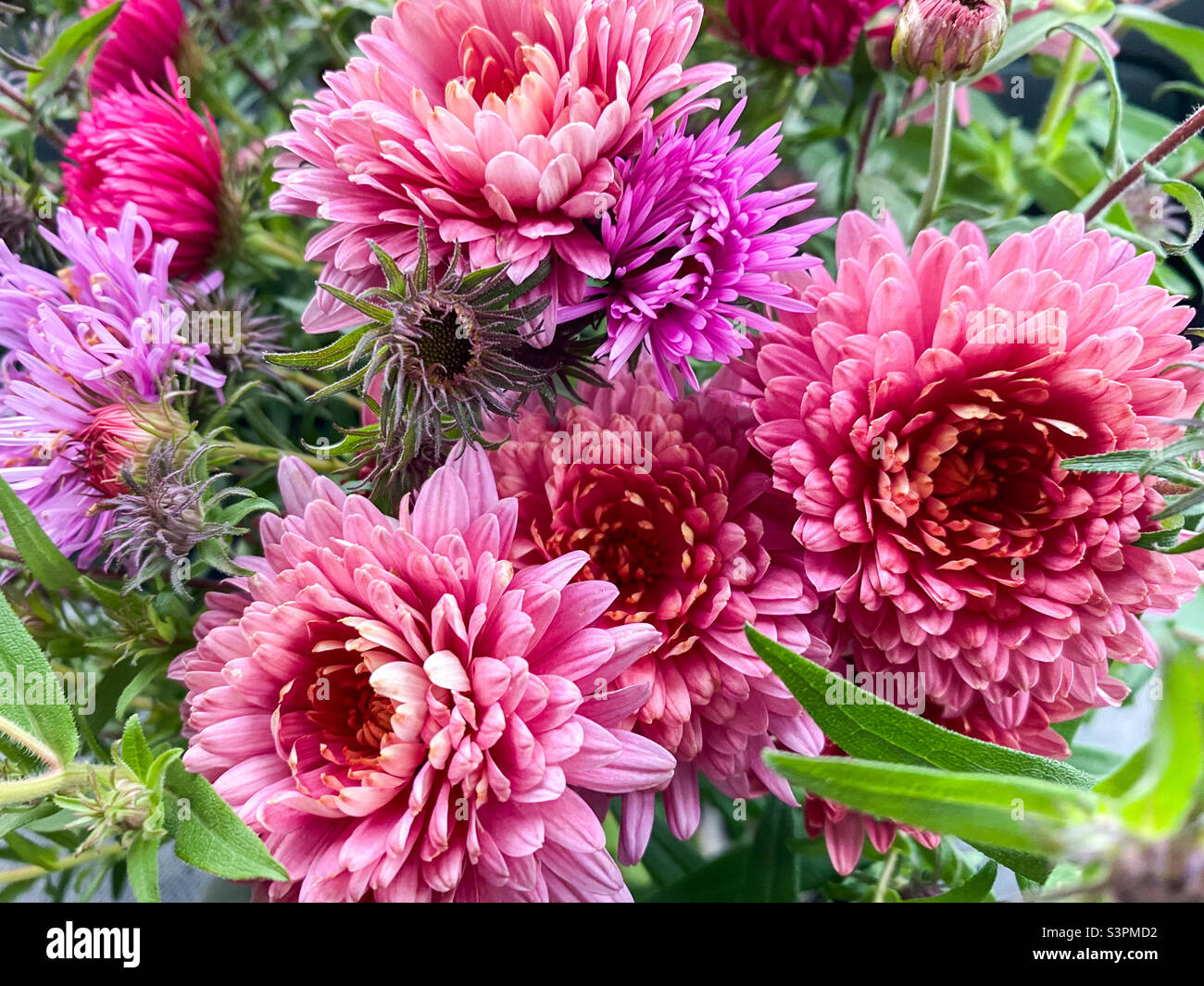 Beautiful bouquet of chrysanthemum (chrysanthemum x grandiflorum Stock