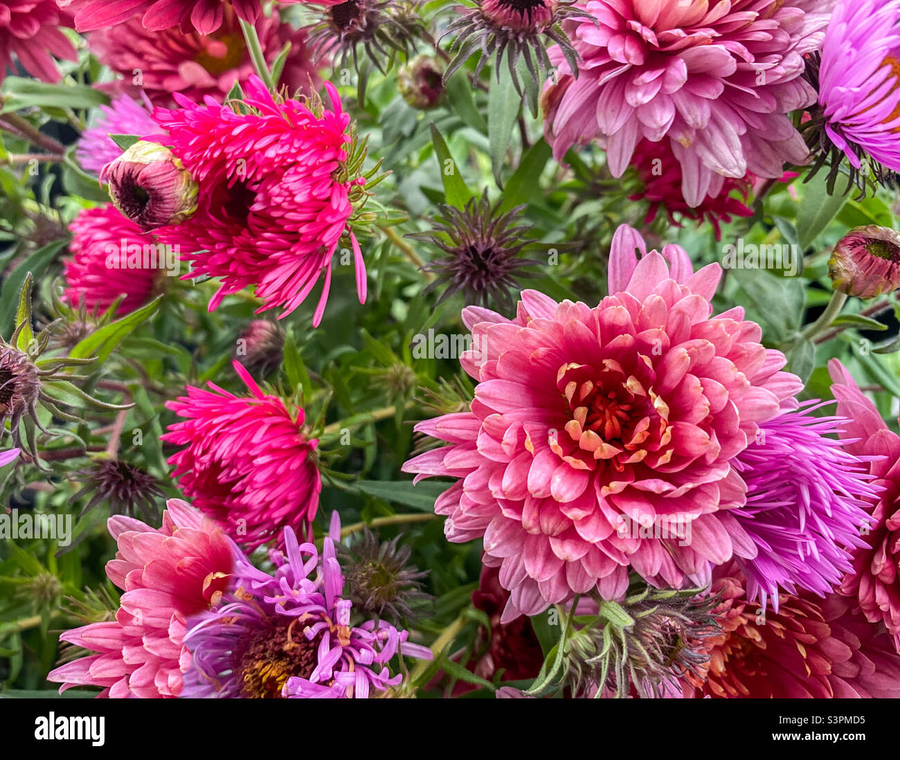 Beautiful bouquet of chrysanthemum (chrysanthemum x grandiflorum Stock
