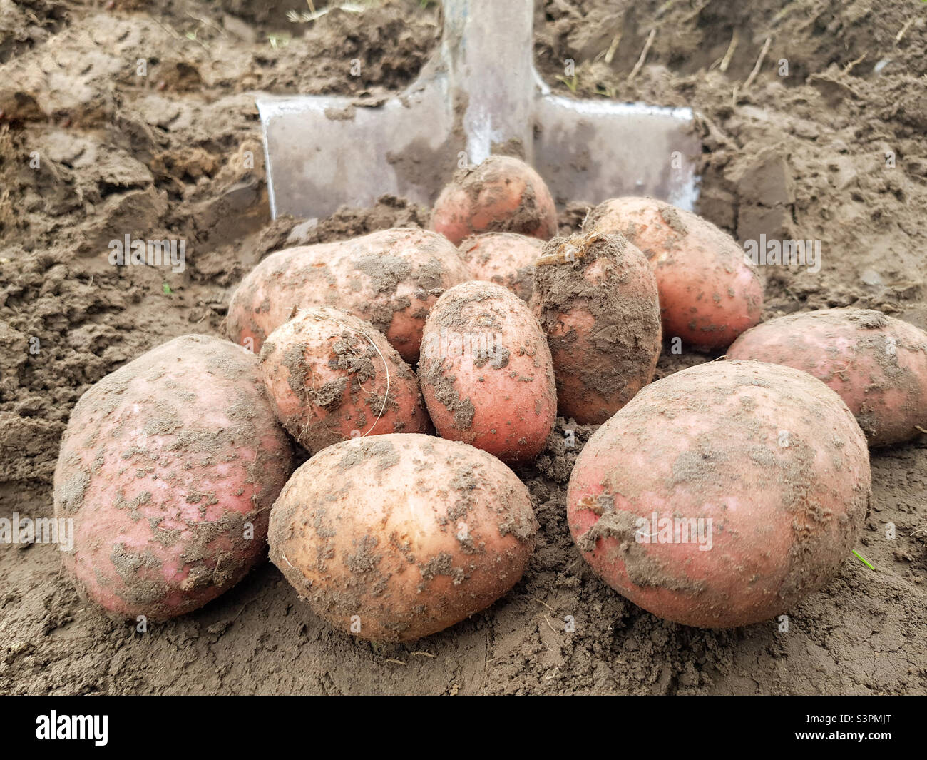 dig-with-a-shovel-hi-res-stock-photography-and-images-alamy