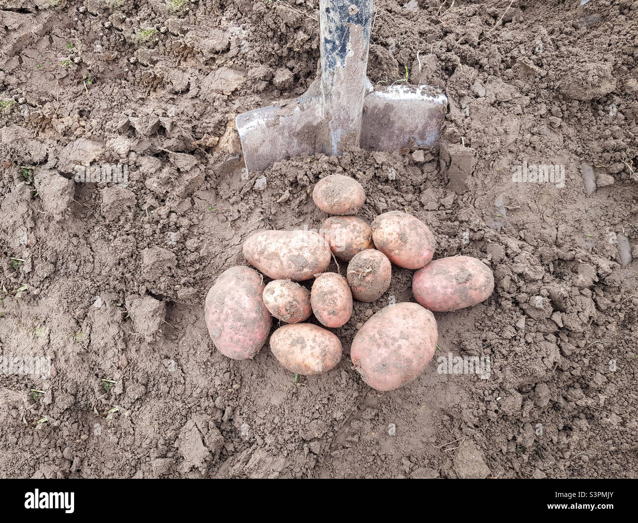 The potatoes arc out with a shovel are lying on the ground - Smartphone Captured Stock Image