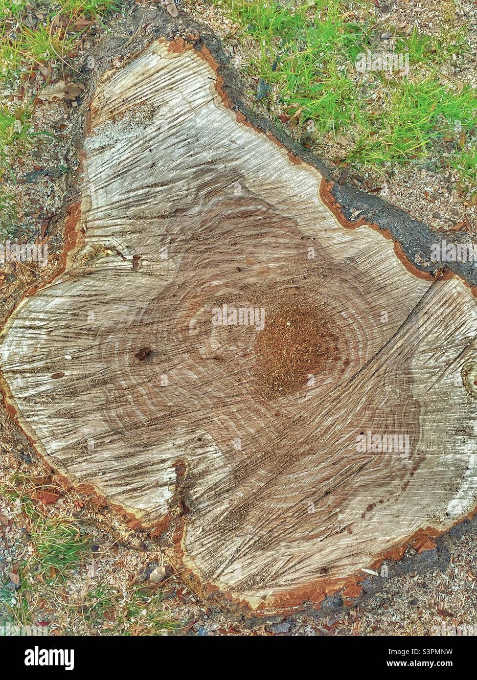 A natural abstract is created by zooming in close on the remaining stump of a freshly sawn Locust tree that was over 25 years old in Utah, USA. - Smartphone Captured Stock Image
