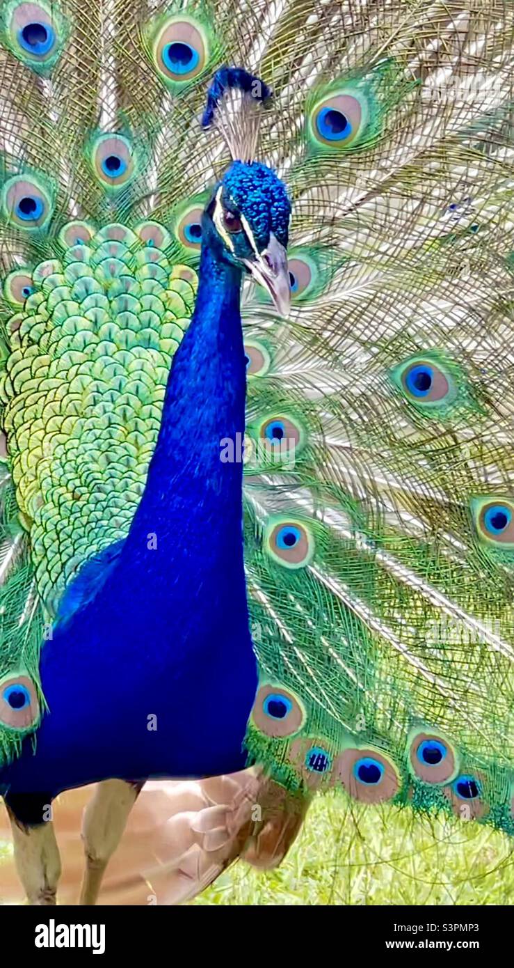 Bright Blue Peacock Close Up with Feathers Displayed Stock Photo