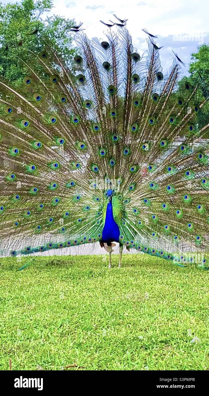 Majestic male peacock showing off his full feathers display , mating