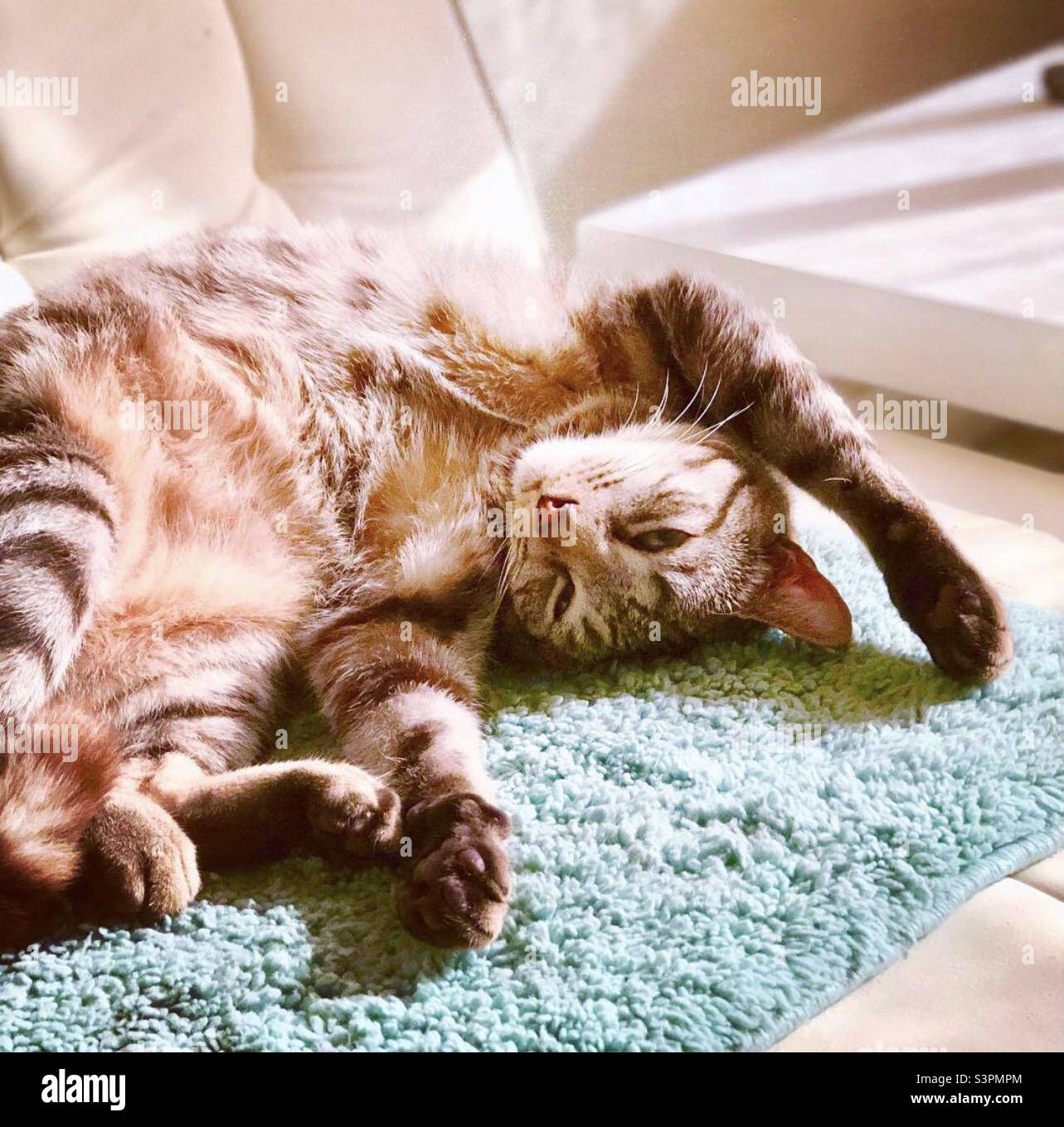 Cat laying upside down in sunshine Stock Photo Alamy
