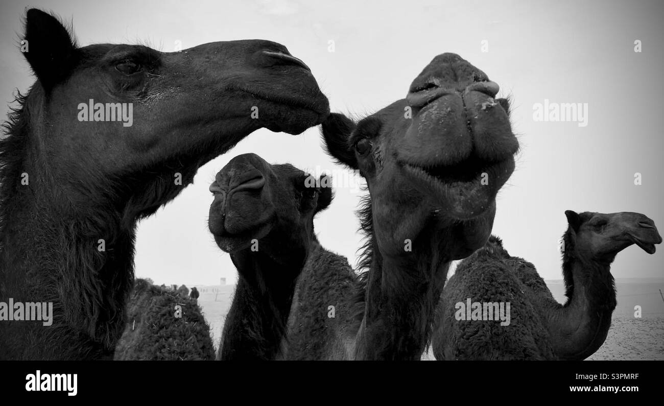 Camels desert Black and White Stock Photos & Images - Alamy