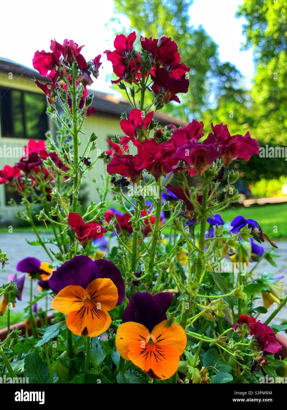 Various flowers spring 2021 Stock Photo Alamy