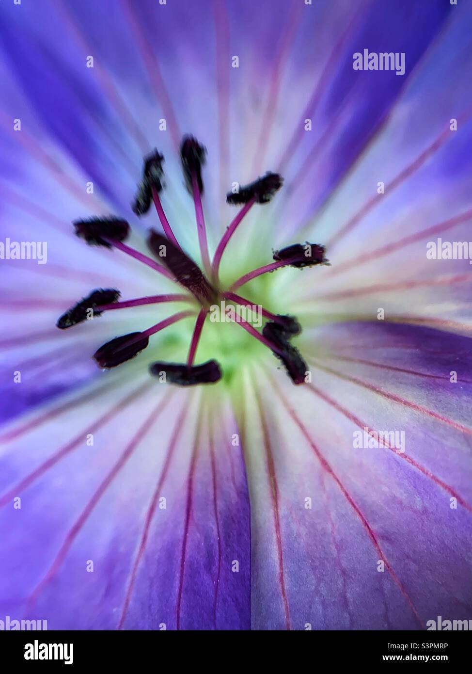 Macro photo of himalayan crane’s bill - Smartphone Captured Stock Image
