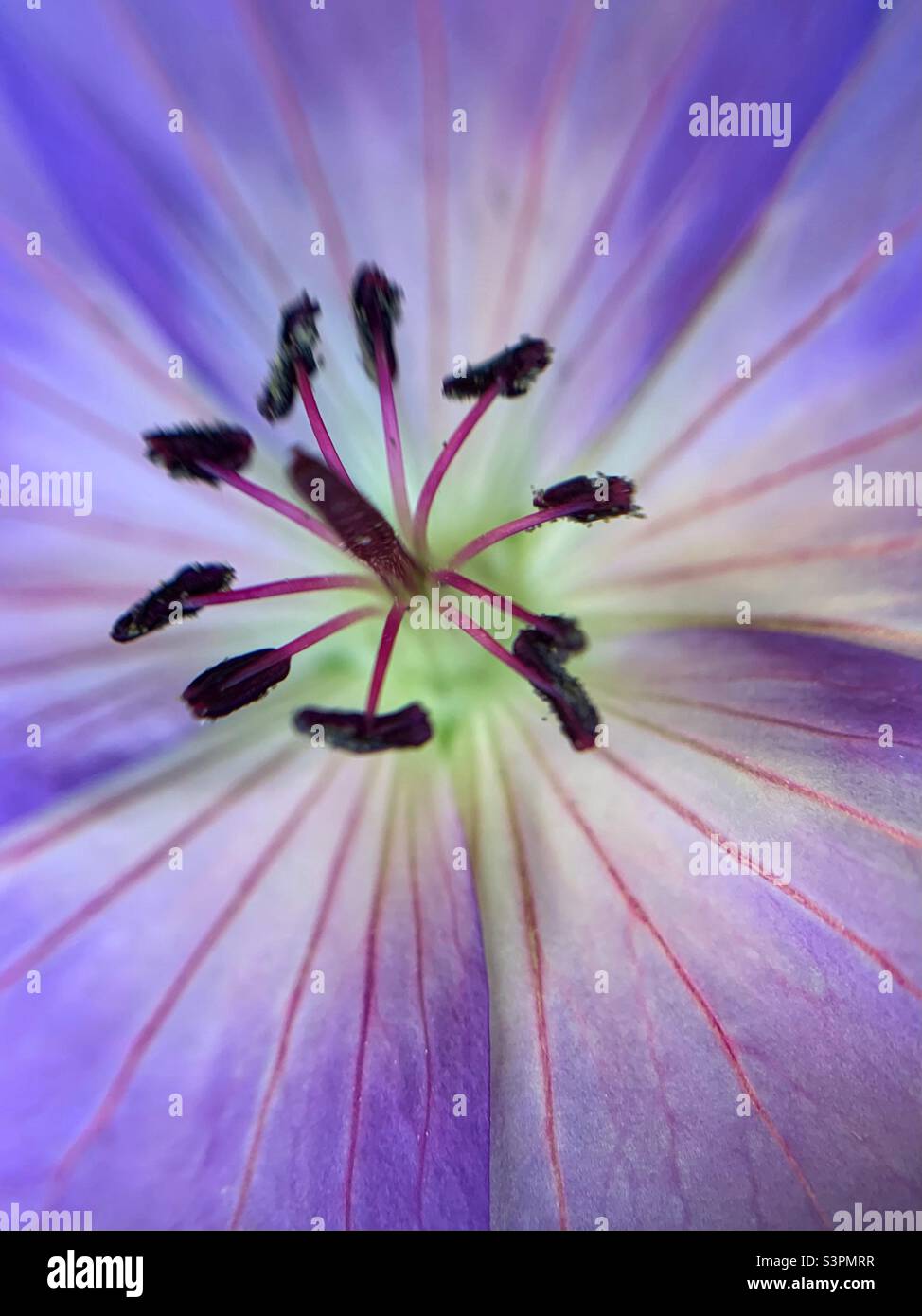 Himalayan Crane’s Bill in full framed - Smartphone Captured Stock Image