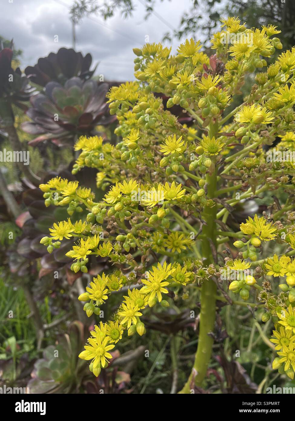 Black rose aeonium arboretum flowers. Black succulent with yellow flowers - Smartphone Captured Stock Image