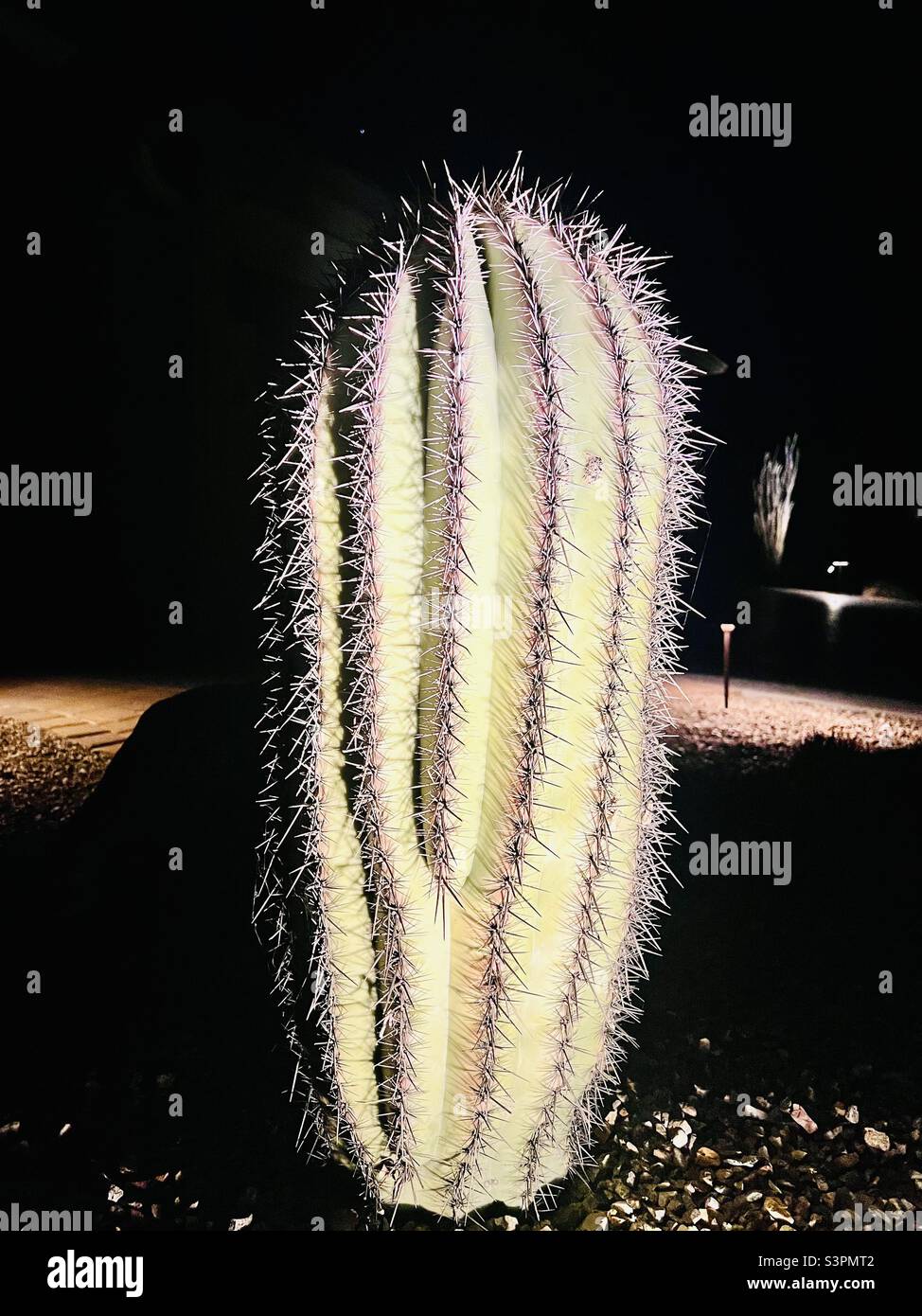 Saguaro Cactus (Carnegiea gigantea) lit up at night. Stock Photo