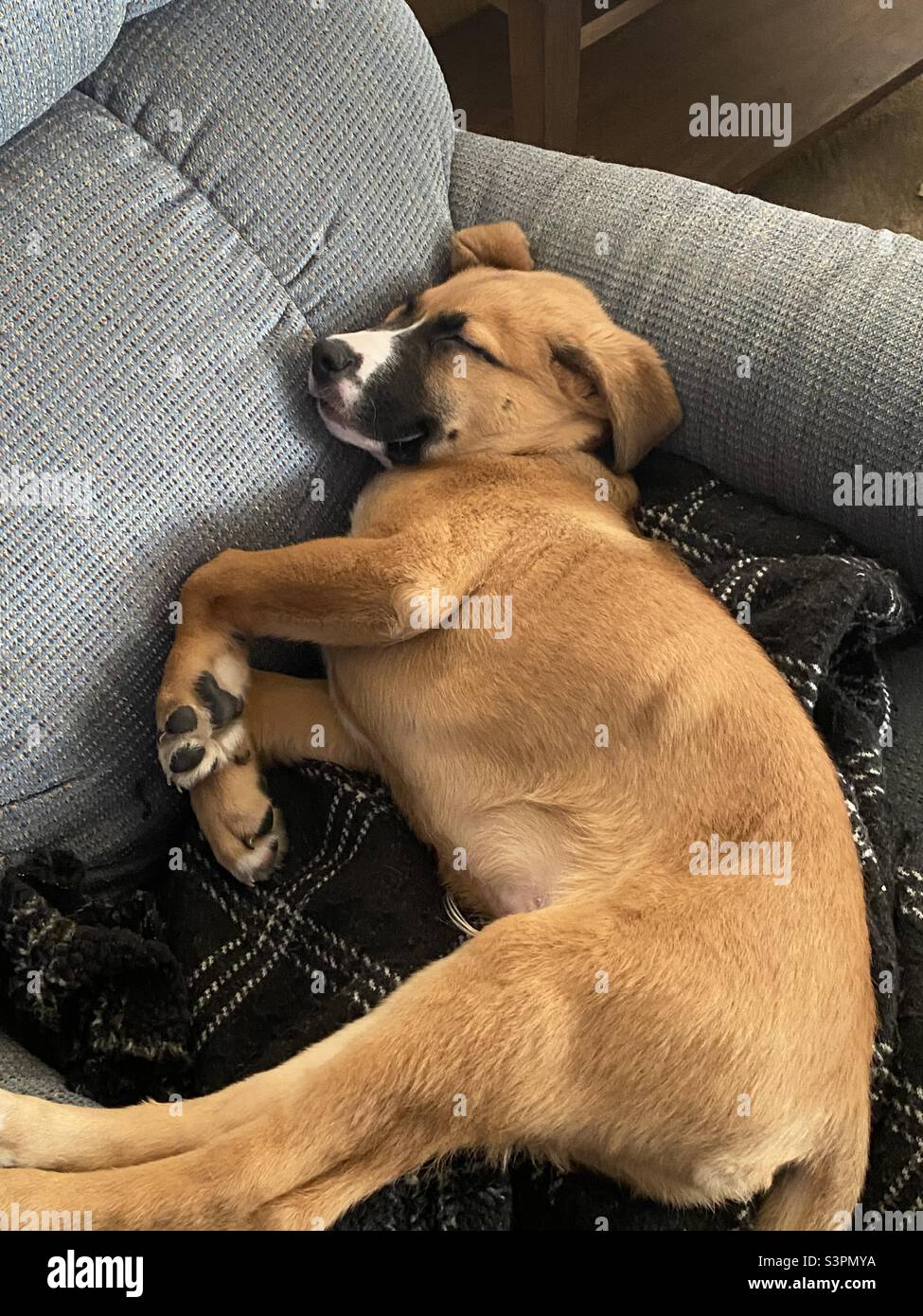 Snoozing puppy Stock Photo