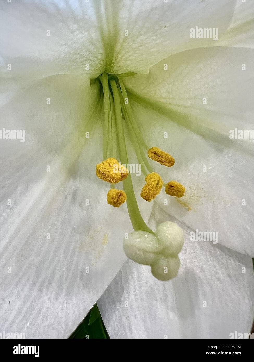 Springtime Formosa Lily Closeup Stock Photo