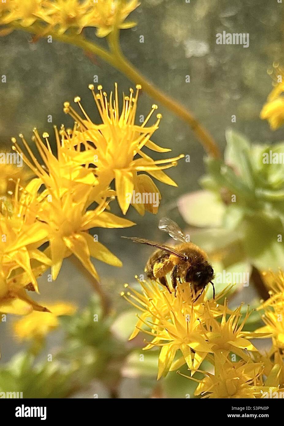 Bee on yellow flowers harvesting pollen - Smartphone Captured Stock Image